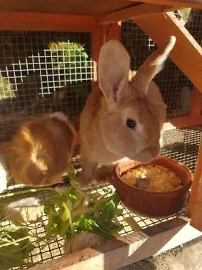 Fattoria Didattica Il Macereto 팜스테이 피비쟈노